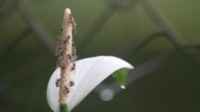 Close-up of hoverflies (Eristalinus sp.) clustered on the spadix of a white Peace Lily (Spathiphyllum wallisii), captured in soft natural light with a blurred green background.