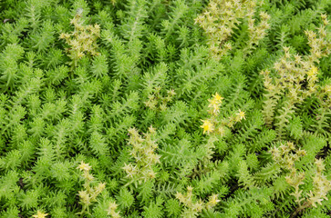 green grass background