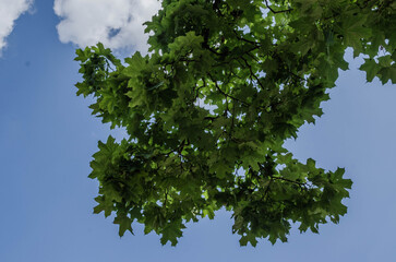 green leaves against blue sky