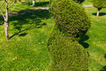 Manicured garden with a variety of trees and plants. Spiral-shaped evergreen tree. The tree has...