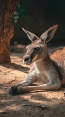Kangaroo Resting in Shade