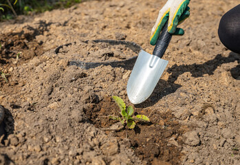 Close-up of hands digging soil with garden shovel. Springtime, working on a plot of land,...