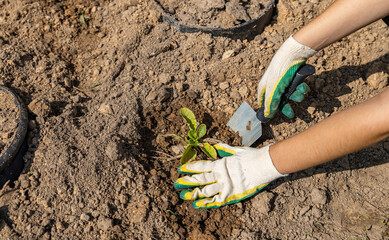 Close-up of hands digging soil with garden shovel. Springtime, working on a plot of land,...