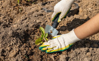 Close-up of hands digging soil with garden shovel. Springtime, working on a plot of land,...