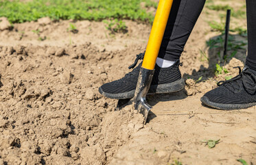 Shovel in the ground. Agriculture and soil cultivation. Digging the ground with a shovel.