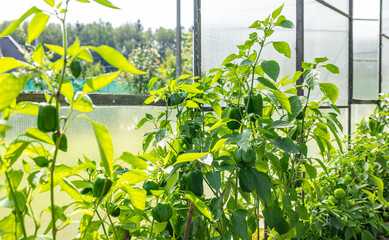 Cultivation of agricultural crops of bell pepper in a greenhouse. Vegetable business. High quality...