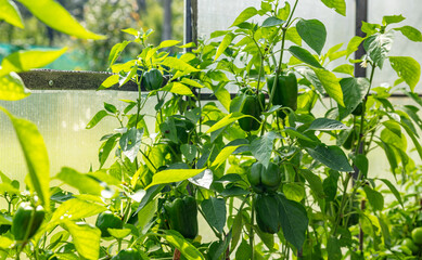 Cultivation of agricultural crops of bell pepper in a greenhouse. Vegetable business. High quality...