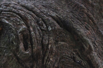 Close-up of an elephant's wrinkled skin, showcasing its texture and patterns in shades of gray and brown.