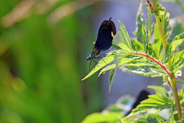 une demoiselle sur la feuille