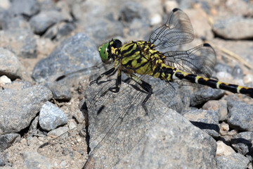 l œil de la libellule jaune et verte
