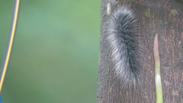 Macro close-up of a black and white hairy caterpillar (Olepa ricini) crawling along tree bark, showcasing fine bristles and natural texture in a forest environment.