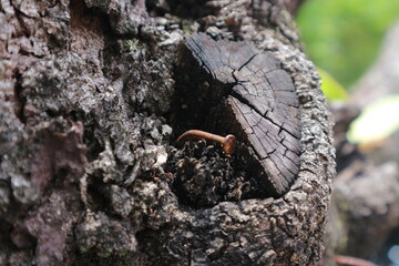 Close-up of a tree trunk with a sawn-off branch and a rusty nail embedded in the wood.