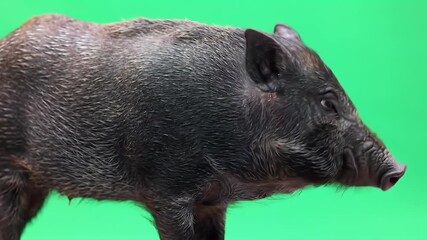 Black Pig or Wild Boar Isolated on Bright Green Background