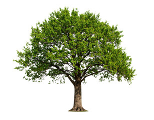 Obraz premium Tree, isolated on white, appears vivid and striking, emphasizing natural beauty, organic shape, and vibrant foliage, ideal for design, presentations, educational materials, or nature-themed compositio
