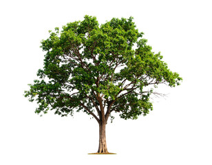 Fototapeta premium Tree, isolated on white, appears vivid and striking, emphasizing natural beauty, organic shape, and vibrant foliage, ideal for design, presentations, educational materials, or nature-themed compositio