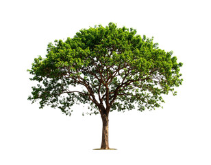 Tree, isolated on white, appears vivid and striking, emphasizing natural beauty, organic shape, and vibrant foliage, ideal for design, presentations, educational materials, or nature-themed compositio