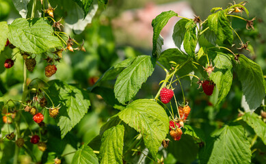 Raspberry bush. Nature background. Summer. Raspberry berries. Organic product. Prevention of viral...