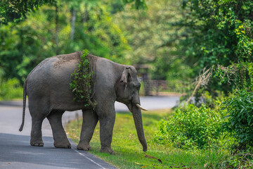 Fototapeta premium Elephants are large mammals and are the largest land animals. Wild elephants eat plants. They are big, have a small head, big legs, and have a trunk that reaches to the ground. That trunk is the nose.