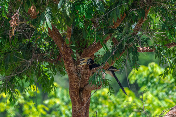 The bill and large hump are yellow. The face is black. The throat is white or yellowish-white. The...