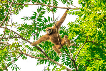 White-handed gibbon or Gibbons on trees, gibbon hanging from the tree branch. Animal in the wild,...