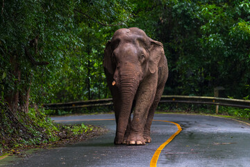 Elephants are large mammals and are the largest land animals. Wild elephants eat plants. They are...
