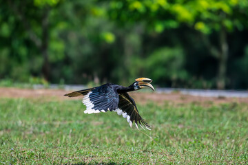 The bill and large hump are yellow. The face is black. The throat is white or yellowish-white. The...
