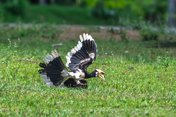 The bill and large hump are yellow. The face is black. The throat is white or yellowish-white. The...