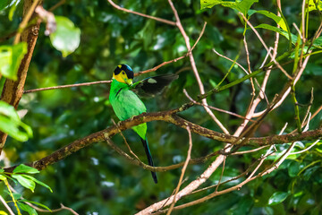 Long-tailed broadbill Broad-mouthed, long-tailed adults have a bright yellow throat and face. There are yellow patches on each side of the nape of the neck.	