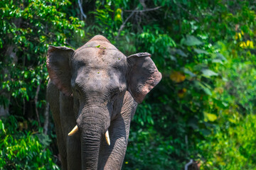 Naklejka premium Elephants are large mammals and are the largest land animals. Wild elephants eat plants. They are big, have a small head, big legs, and have a trunk that reaches to the ground. That trunk is the nose.