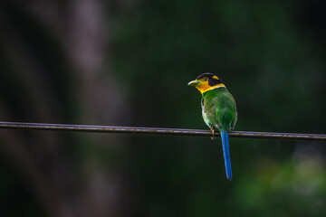 Long-tailed broadbill Broad-mouthed, long-tailed adults have a bright yellow throat and face. There are yellow patches on each side of the nape of the neck.	