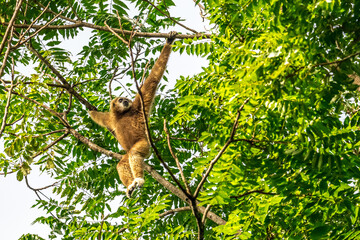 Obraz premium White-handed gibbon or Gibbons on trees, gibbon hanging from the tree branch. Animal in the wild, KhaoYai National Park, Thailand. 