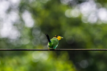 Long-tailed broadbill Broad-mouthed, long-tailed adults have a bright yellow throat and face. There are yellow patches on each side of the nape of the neck.	