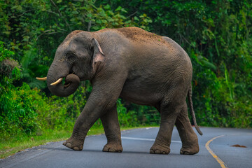 Obraz premium Elephants are large mammals and are the largest land animals. Wild elephants eat plants. They are big, have a small head, big legs, and have a trunk that reaches to the ground. That trunk is the nose.
