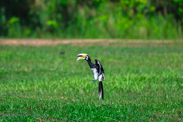 The bill and large hump are yellow. The face is black. The throat is white or yellowish-white. The...