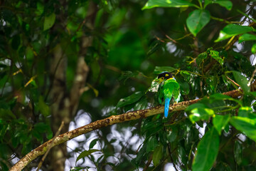 Long-tailed broadbill Broad-mouthed, long-tailed adults have a bright yellow throat and face. There are yellow patches on each side of the nape of the neck.	