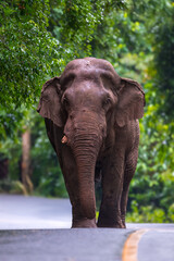 Elephants are large mammals and are the largest land animals. Wild elephants eat plants. They are...