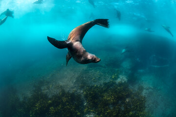 A playful Australian fur seal swims gracefully in the clear coastal waters of Narooma, New South...