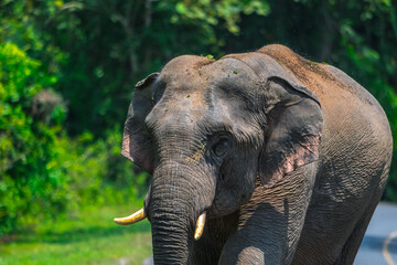 Elephants are large mammals and are the largest land animals. Wild elephants eat plants. They are...