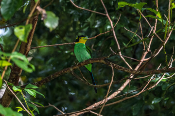 Long-tailed broadbill Broad-mouthed, long-tailed adults have a bright yellow throat and face. There are yellow patches on each side of the nape of the neck.	