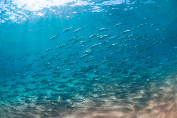 A dense school of fish swims together in shallow water, sunbeams piercing the ocean surface above.