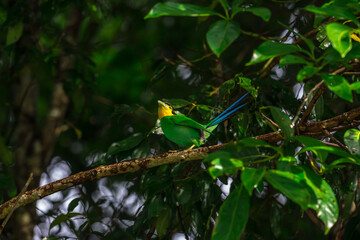 Long-tailed broadbill Broad-mouthed, long-tailed adults have a bright yellow throat and face. There are yellow patches on each side of the nape of the neck.	
