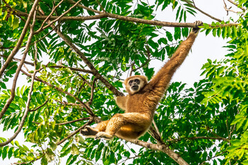 White-handed gibbon or Gibbons on trees, gibbon hanging from the tree branch. Animal in the wild, KhaoYai National Park, Thailand.	