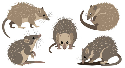 Tenrec illustrations depicting different poses and angles  