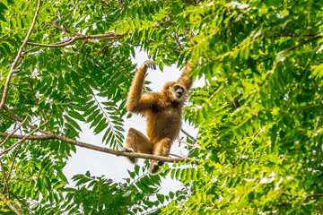 White-handed gibbon or Gibbons on trees, gibbon hanging from the tree branch. Animal in the wild, KhaoYai National Park, Thailand.	