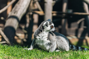 Lemur, specifically a ring-tailed lemur, sitting on the grass. Lemurs are a unique group of primates found only on the island of Madagascar and the nearby Comoros Islands.