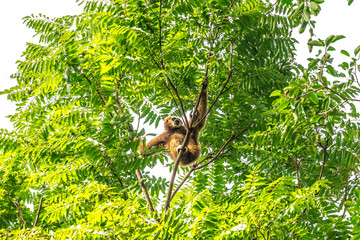 White-handed gibbon or Gibbons on trees, gibbon hanging from the tree branch. Animal in the wild, KhaoYai National Park, Thailand.	