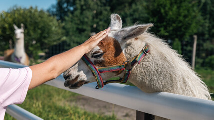 Cute Alpaca on the farm. Beautiful and funny animals from is a species of South American camelid....