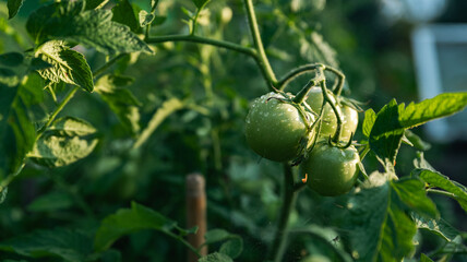 Green unripe tomato on a branch, natural homemade wholesome vegetables, vegan and vegetarian food,...