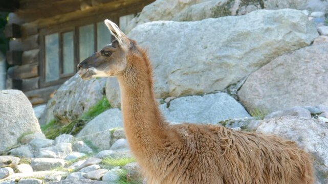 The llama. Latin name - lama glama