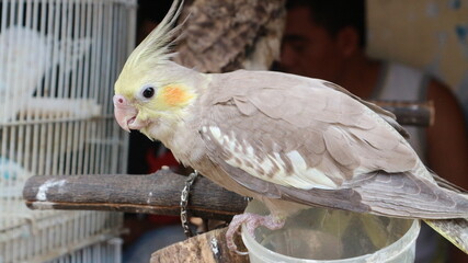 A cockatiel with grey and yellow plumage perches on a wooden branch inside a cage, looking to the...